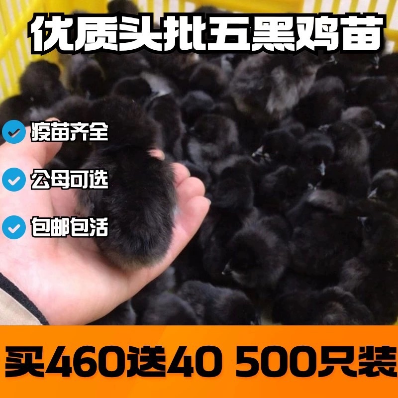 五黑鸡苗包防疫包运输包成活率货到满意付款长期合作