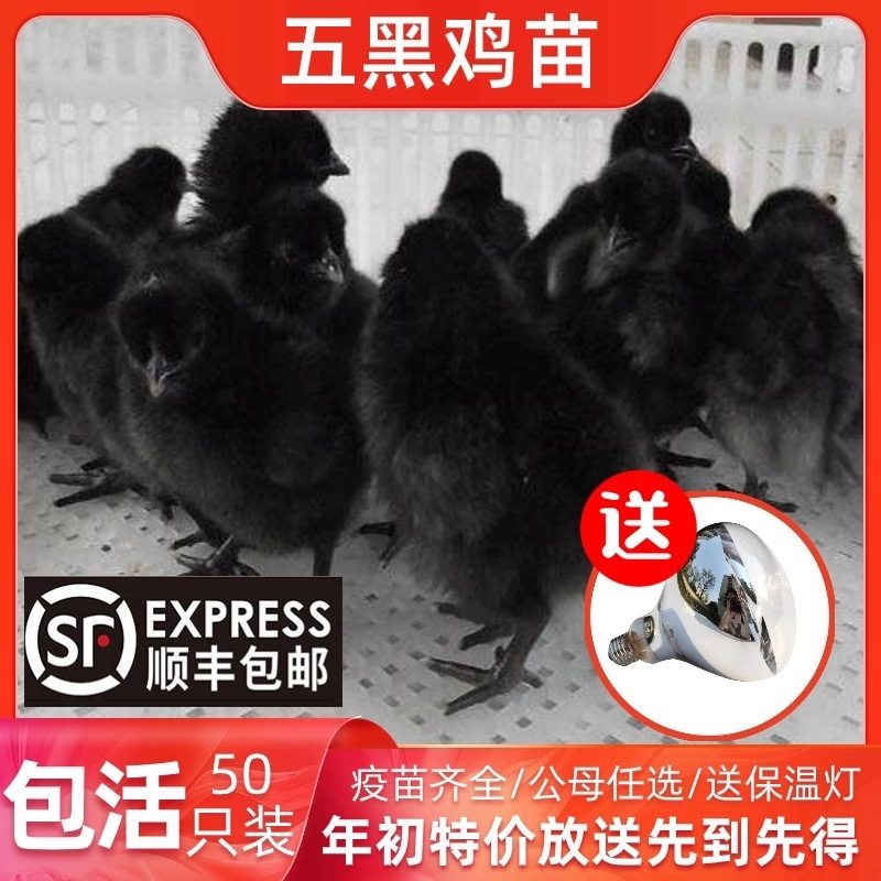 五黑鸡苗包防疫包运输包成活率货到满意付款长期合作