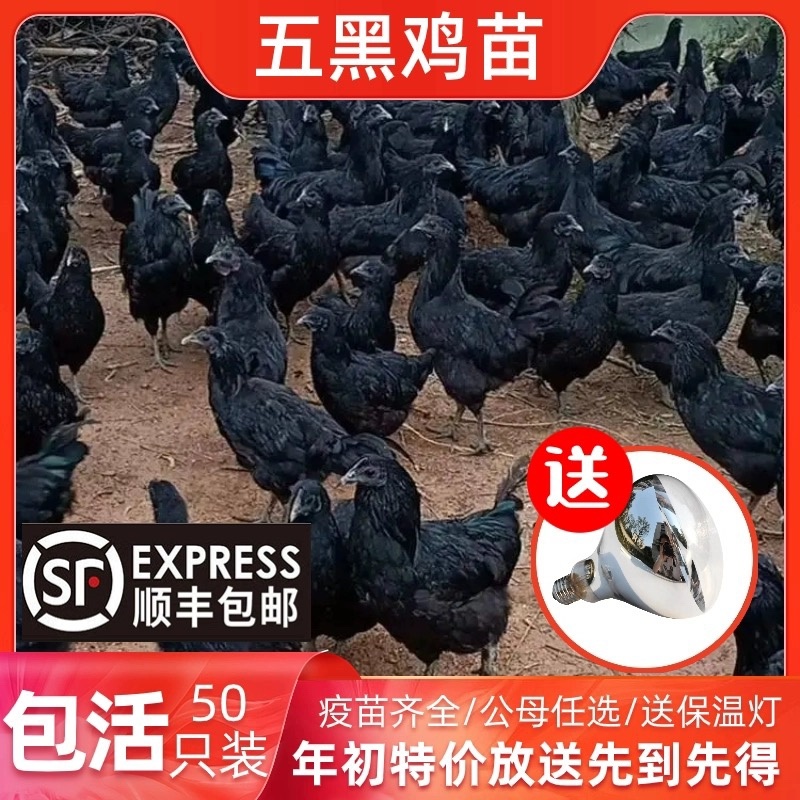 五黑鸡苗包防疫包运输包成活率货到满意付款长期合作