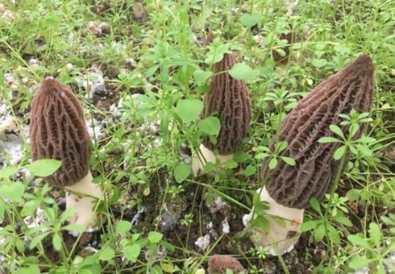 野生干货羊肚菌