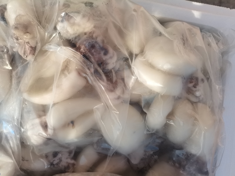 墨鱼仔，单冻鲜活墨鱼仔去皮去内脏，饭店捞汁食材