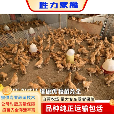 北京油鸡苗包防疫包运输包成活率货到满意付款诚信经营