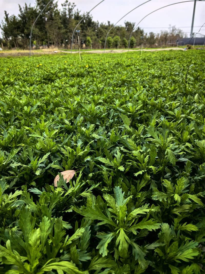 12杯木春菊