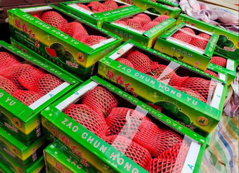 【推荐】小糖丸西瓜代办早春红玉西瓜一手货源供应市场商超