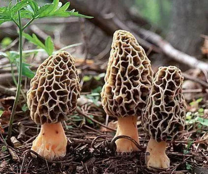 新鲜羊肚菌