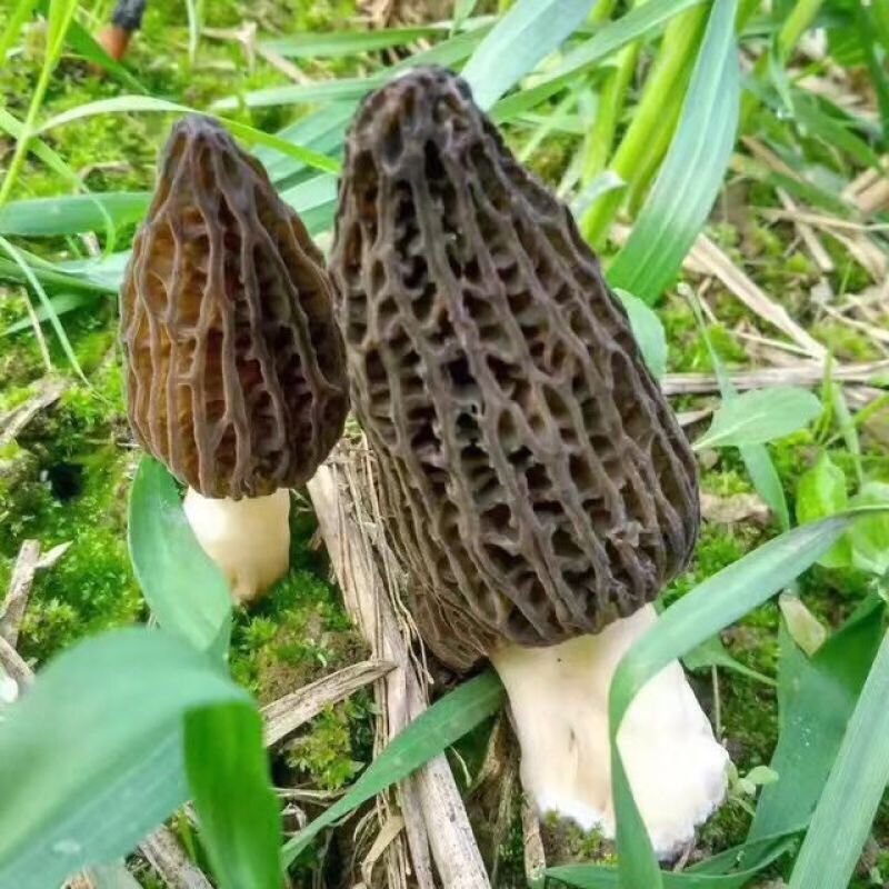 新鲜羊肚菌