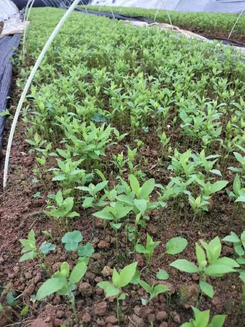 金丝楠木小苗，属小叶桢楠，根须较好，无病虫，欢迎联系