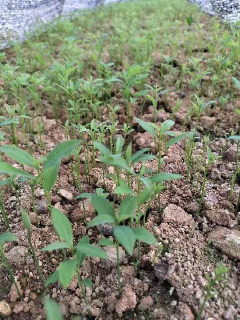 金丝楠木小苗，属小叶桢楠，根须较好，无病虫，欢迎联系