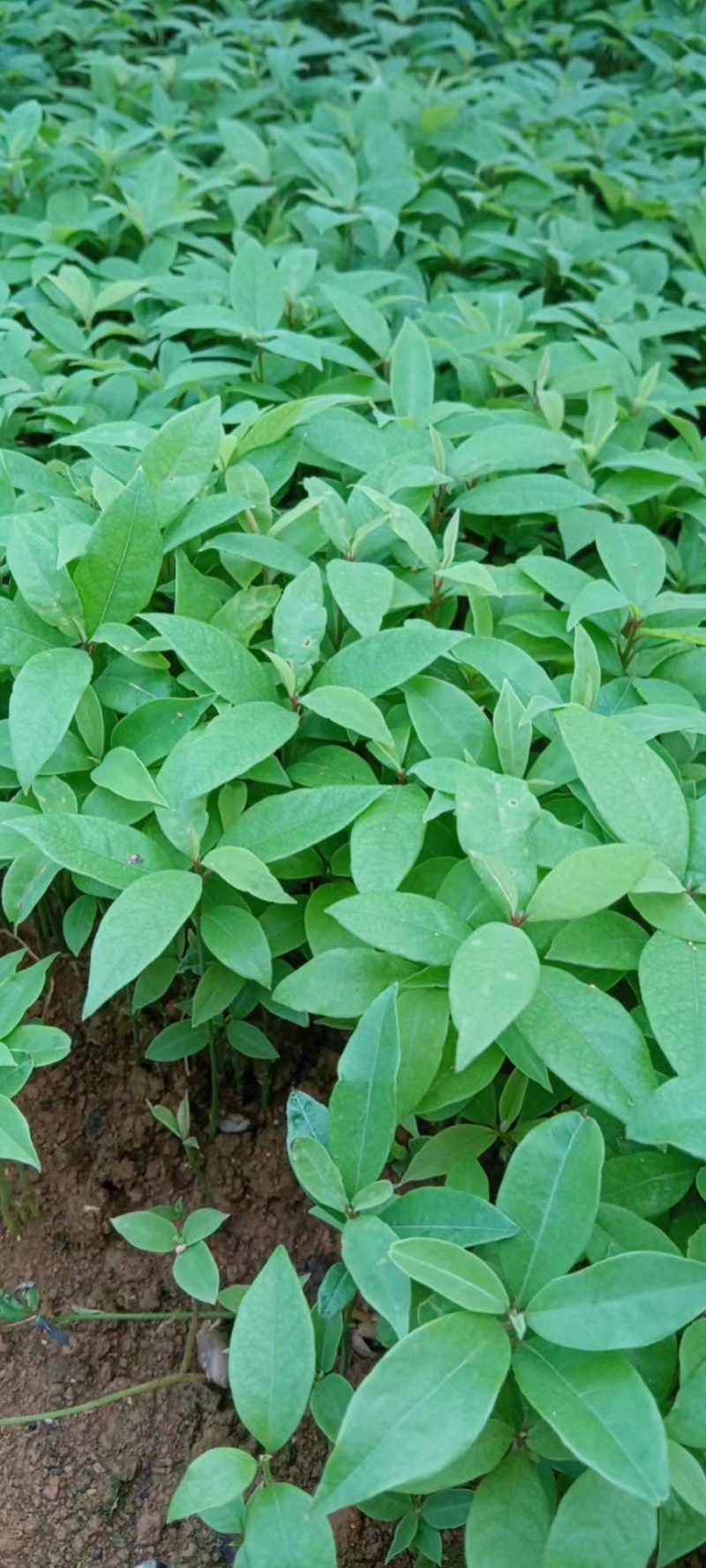 金丝楠木小苗，属小叶桢楠，根须较好，无病虫，欢迎联系