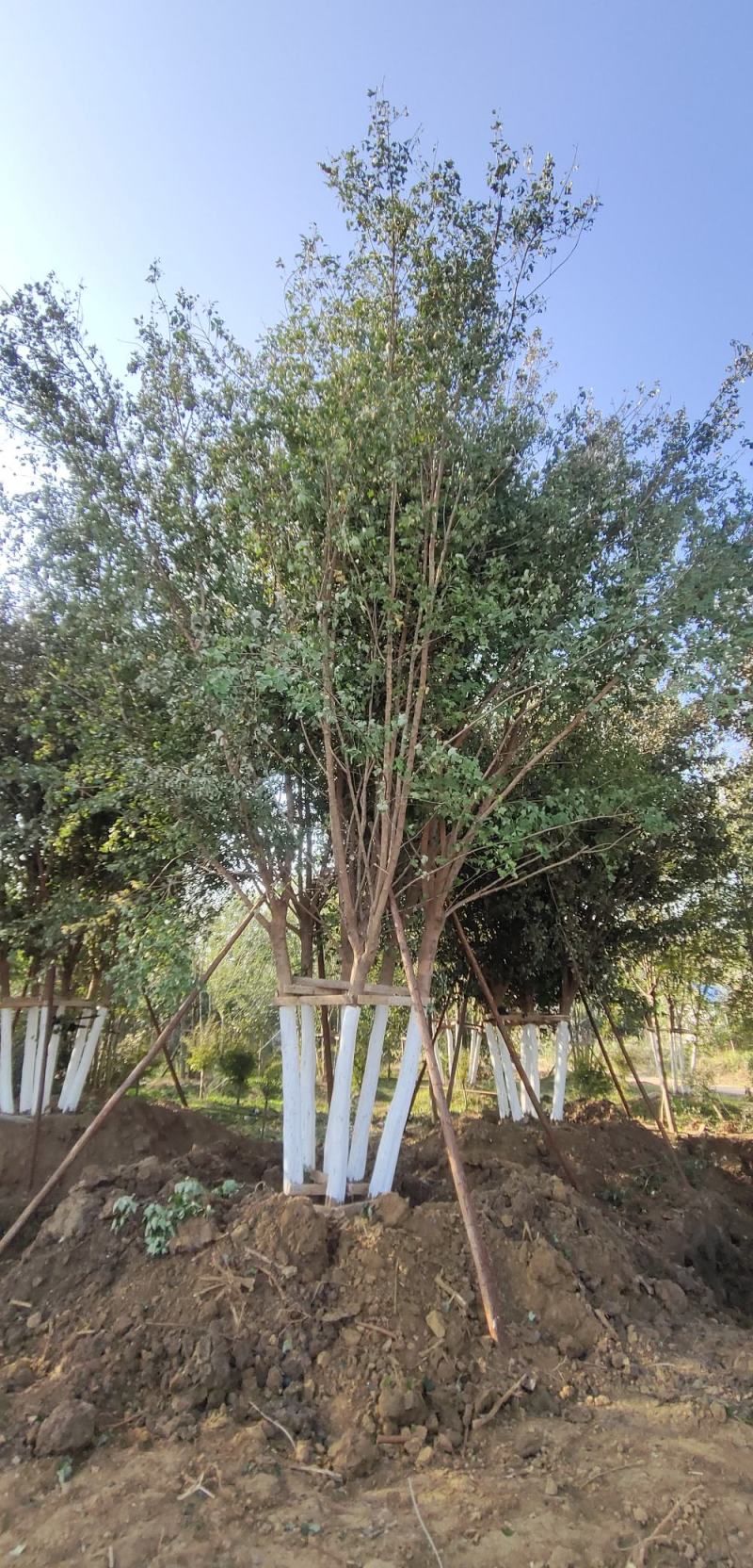 丛生三角枫