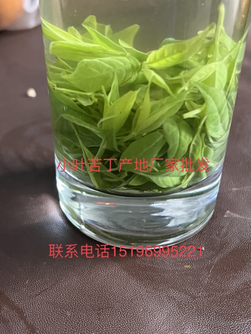 小叶苦丁茶头采米芽自产自销