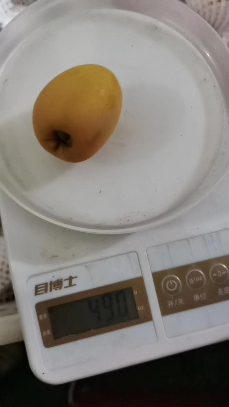云南永善县大五星枇杷大量有货酸甜可口欢迎全国客户订购
