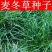 多年生麦冬种子耐寒耐热野生可食用麦冬草种子川麦冬种子中药