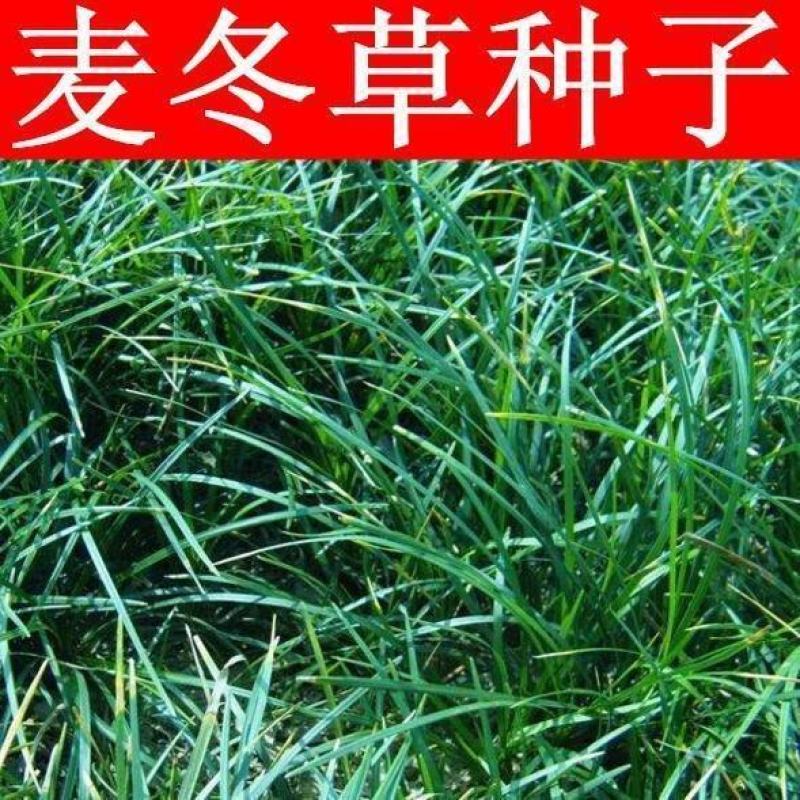 多年生麦冬种子耐寒耐热野生可食用麦冬草种子川麦冬种子中药