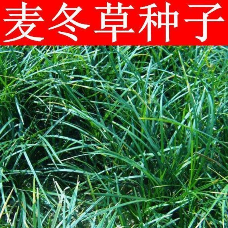 多年生麦冬种子耐寒耐热野生可食用麦冬草种子川麦冬种子中药
