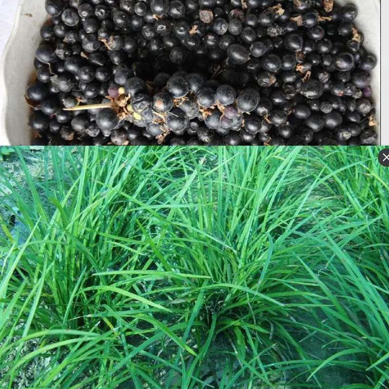 多年生麦冬种子耐寒耐热野生可食用麦冬草种子川麦冬种子中药