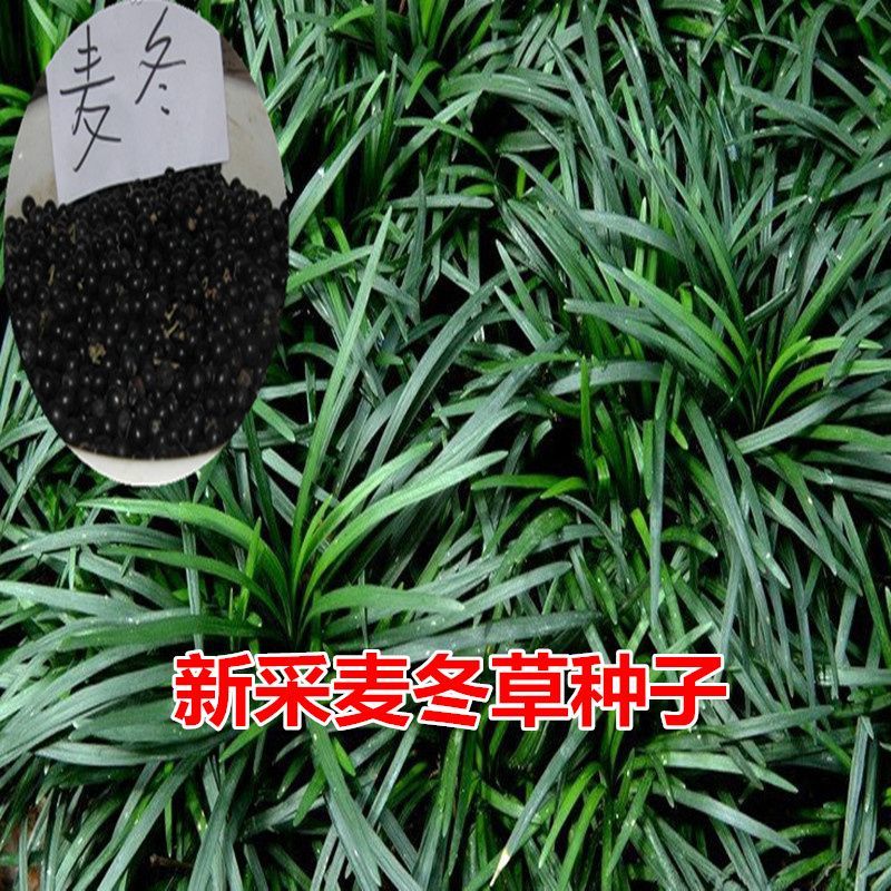 多年生麦冬种子耐寒耐热野生可食用麦冬草种子川麦冬种子中药