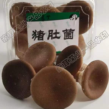 特等鲜猪肚菇