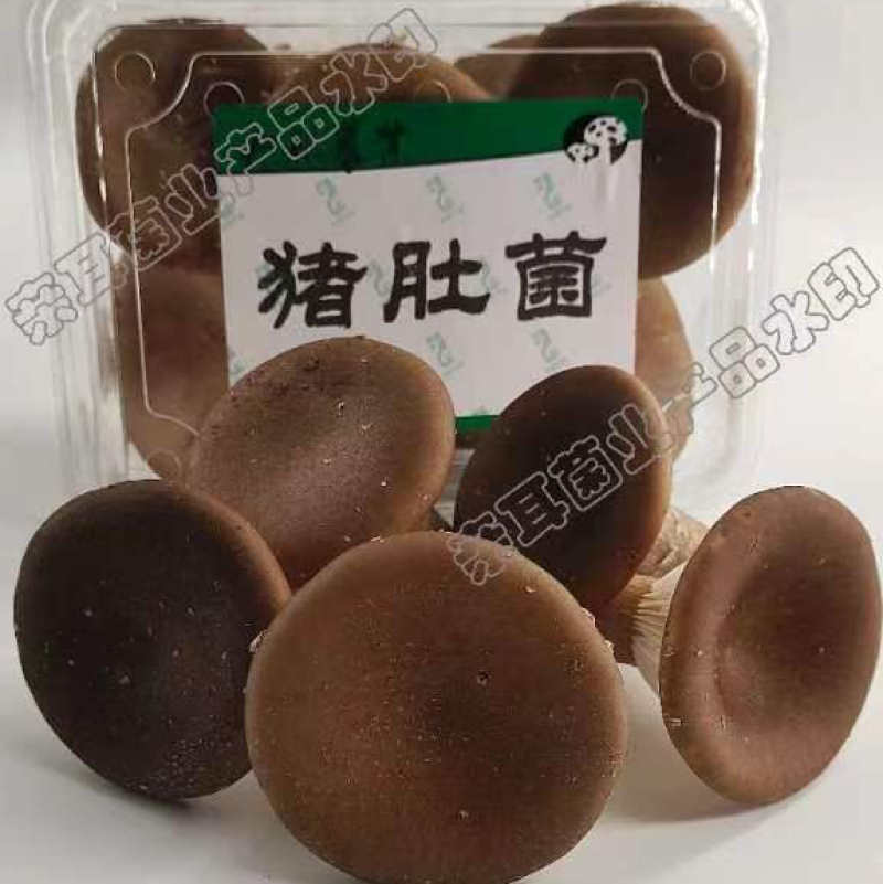 特等鲜猪肚菇