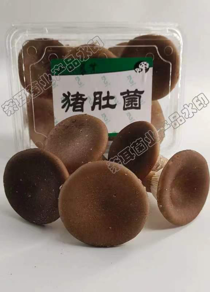 特等鲜猪肚菇