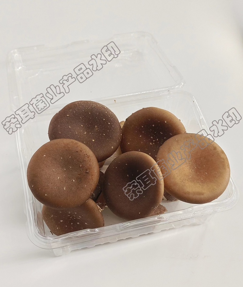 特等鲜猪肚菇