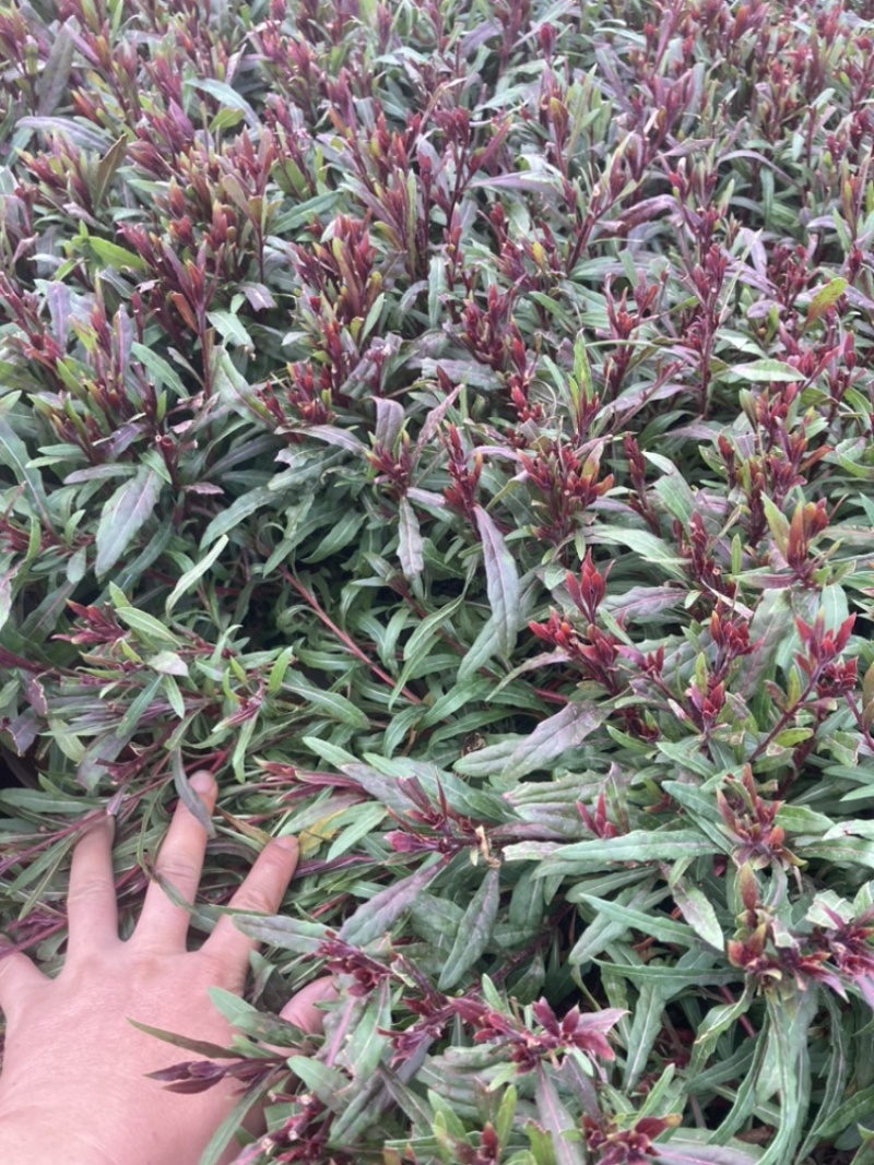 千鸟花小苗基地直销大量供应绿化苗木大杯小杯