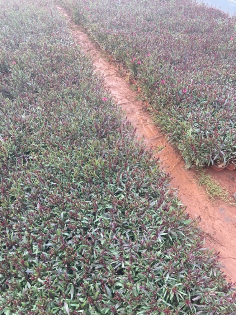 千鸟花小苗基地直销大量供应绿化苗木大杯小杯