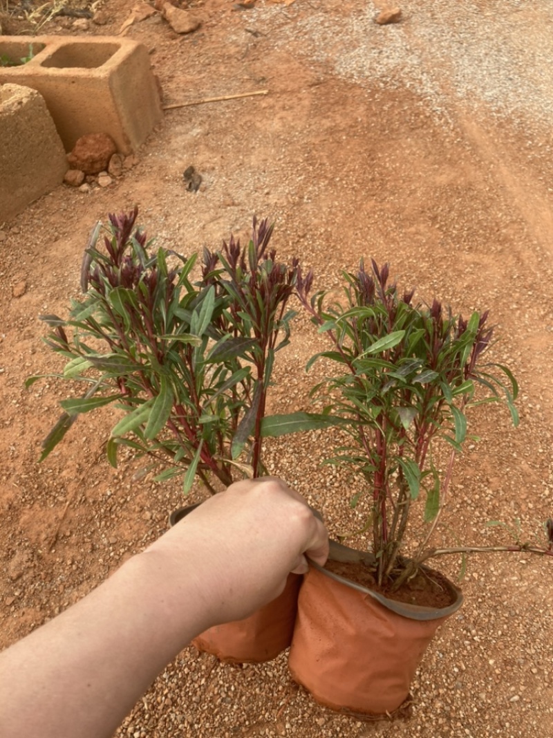 千鸟花小苗基地直销大量供应绿化苗木大杯小杯