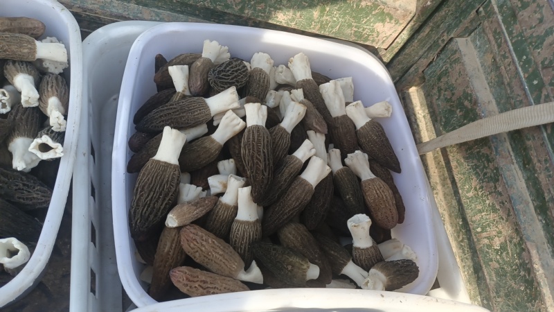 新鲜羊肚菌