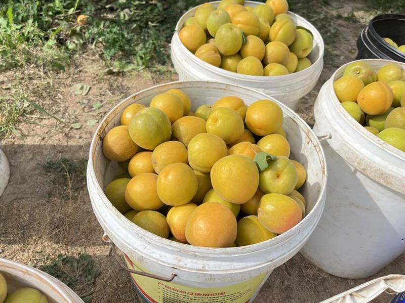 陕西大棚大黄杏大量货源可做一件代发支持