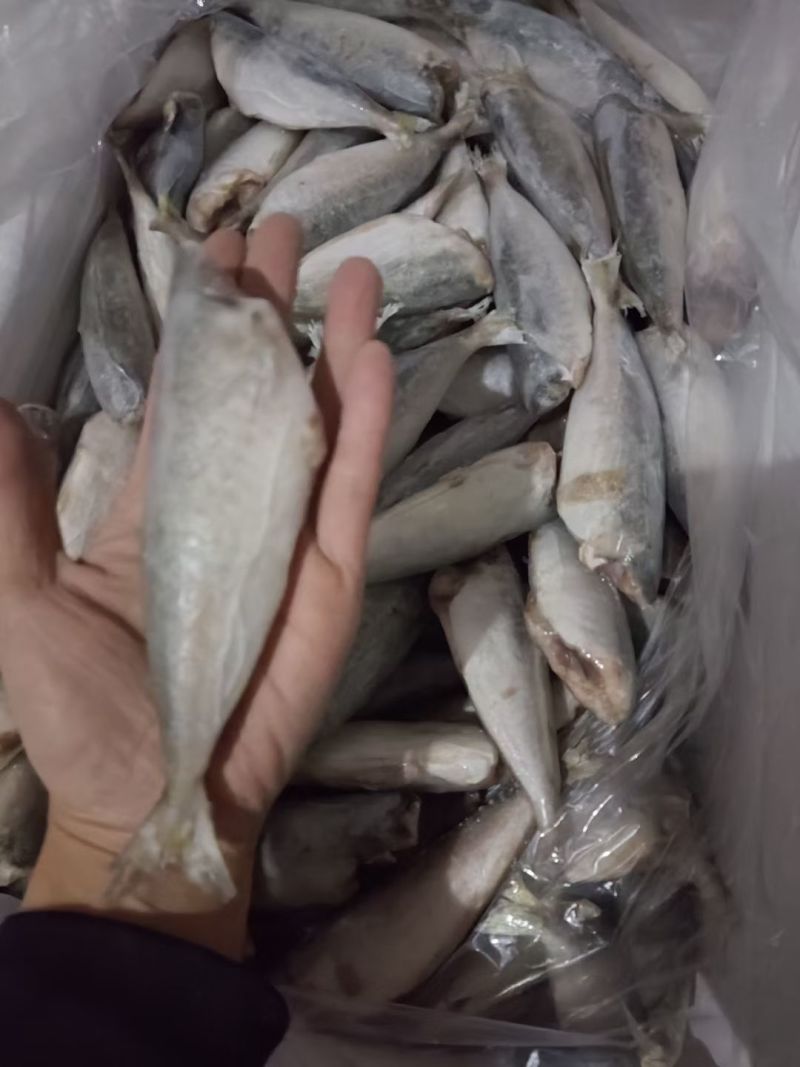 去头去脏沙丁鱼