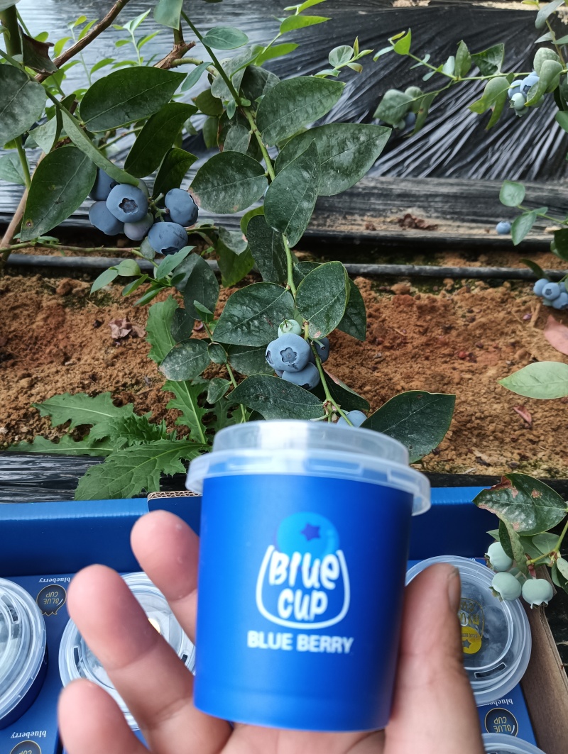 超能杯十二合一蓝莓