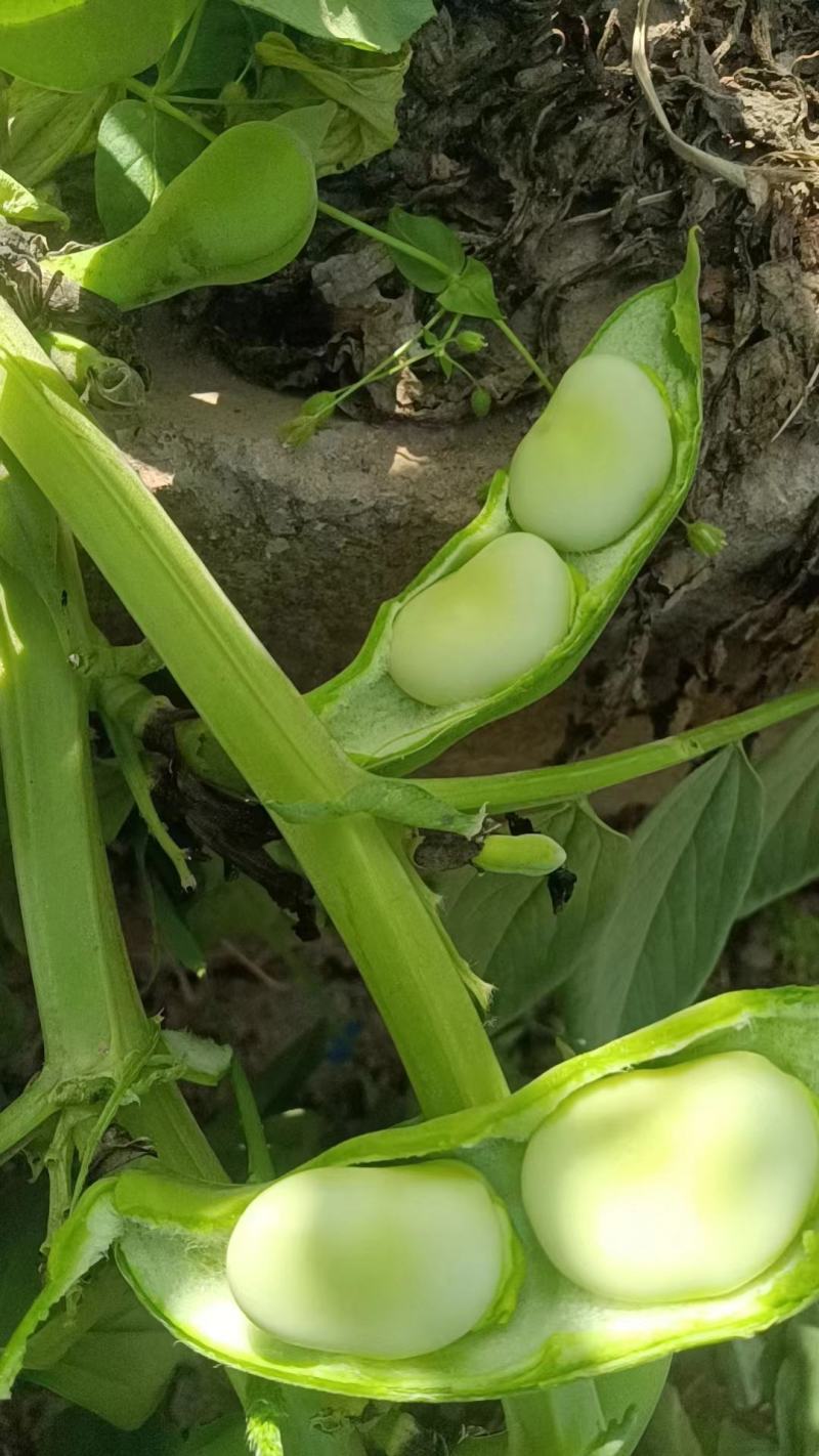 本地大白胡豆海量上市了哦