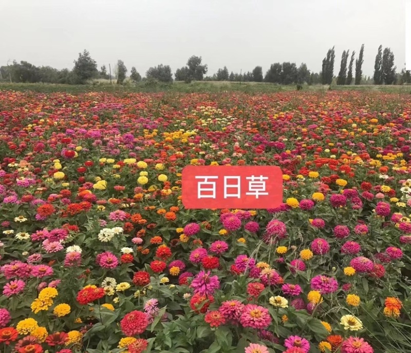 百日草花种子矮杆步步高种子