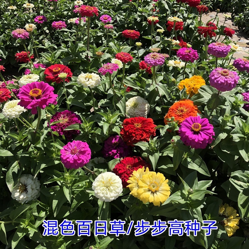 百日草花种子矮杆步步高种子