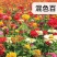 百日草花种子矮杆步步高种子