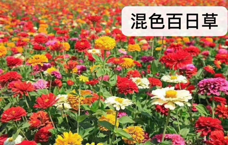 百日草花种子矮杆步步高种子