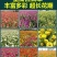 百日草花种子矮杆步步高种子