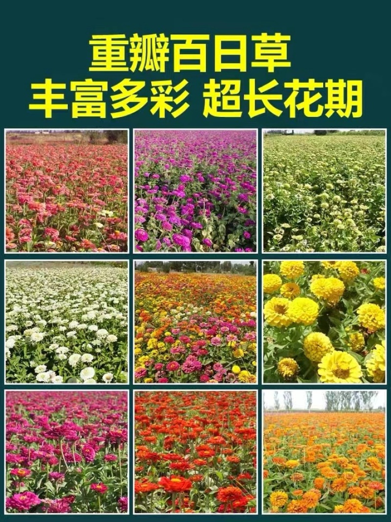 百日草花种子矮杆步步高种子
