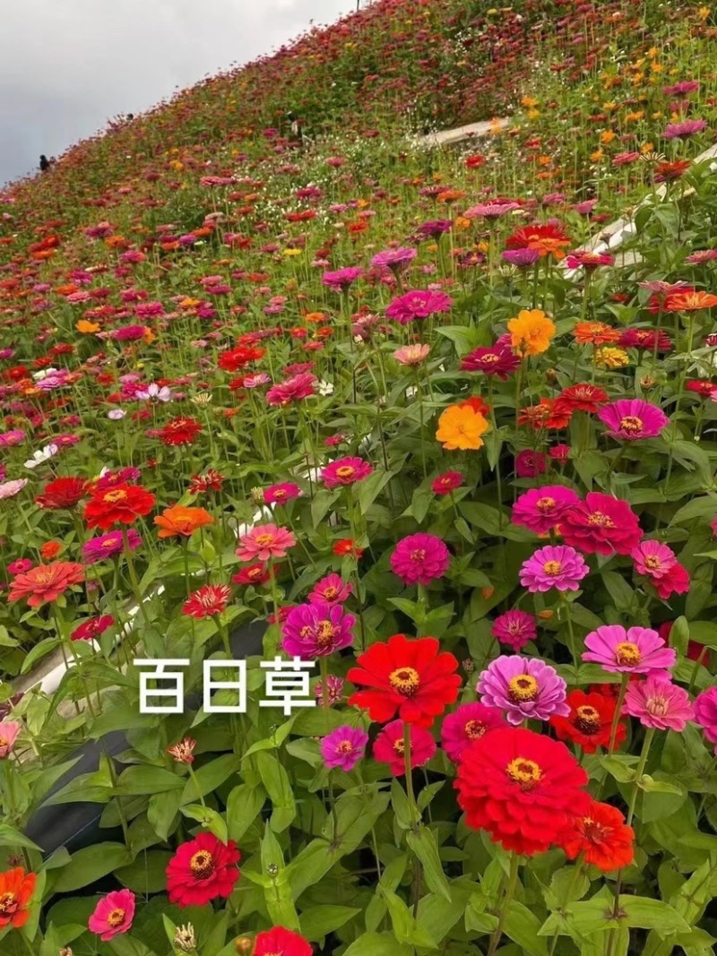 百日草花种子矮杆步步高种子