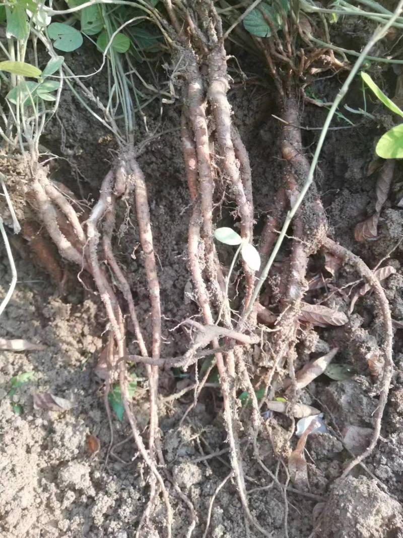 小叶红花千斤拔苗现苗大小大小规格易种植好管理