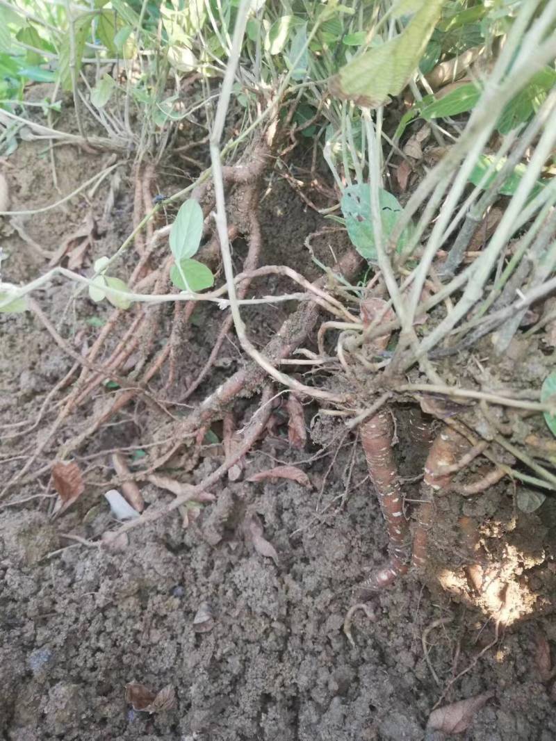 小叶红花千斤拔苗现苗大小大小规格易种植好管理