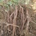 小叶红花千斤拔苗现苗大小大小规格易种植好管理