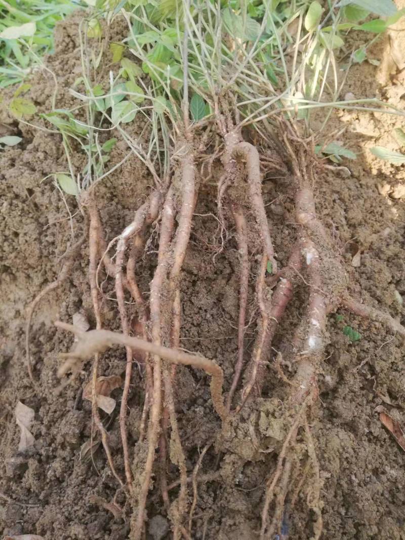 小叶红花千斤拔苗现苗大小大小规格易种植好管理