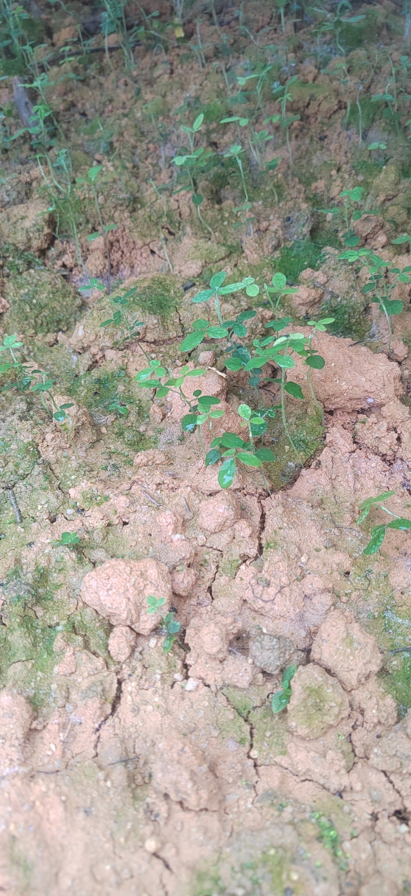 小叶红花千斤拔苗现苗大小大小规格易种植好管理