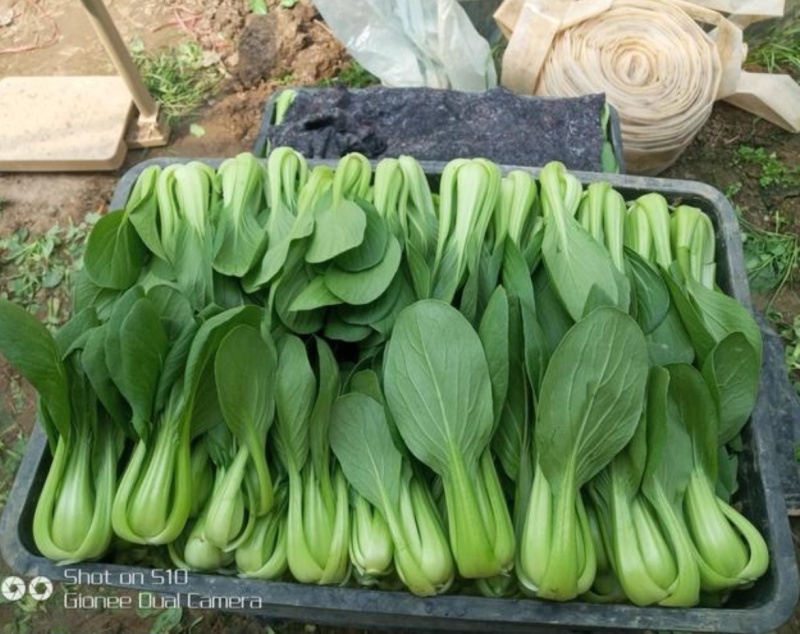 上海青小油菜《广东茂名》现货供应常年有货量大优惠