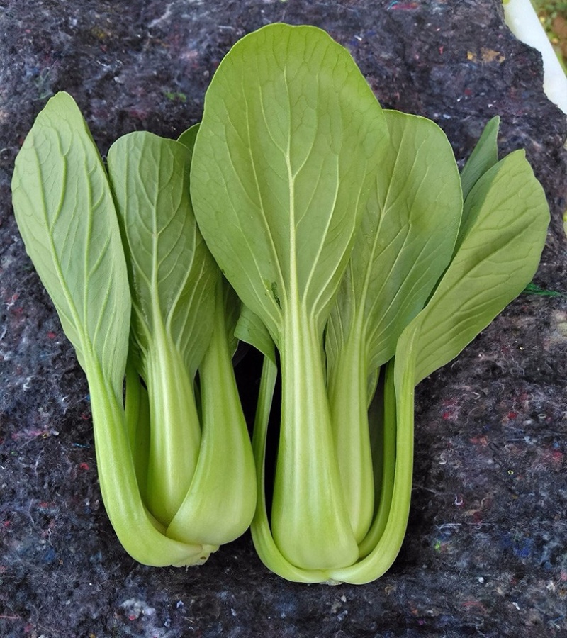 上海青小油菜《广东茂名》现货供应常年有货量大优惠