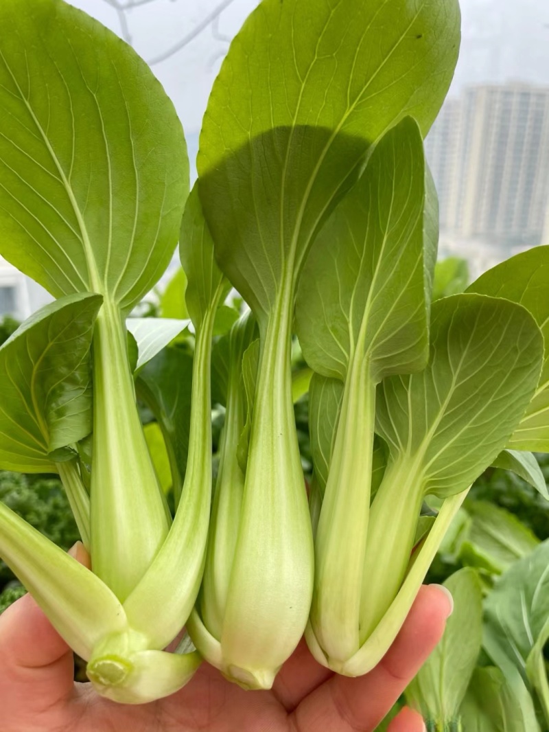 上海青小油菜《广东茂名》现货供应常年有货量大优惠