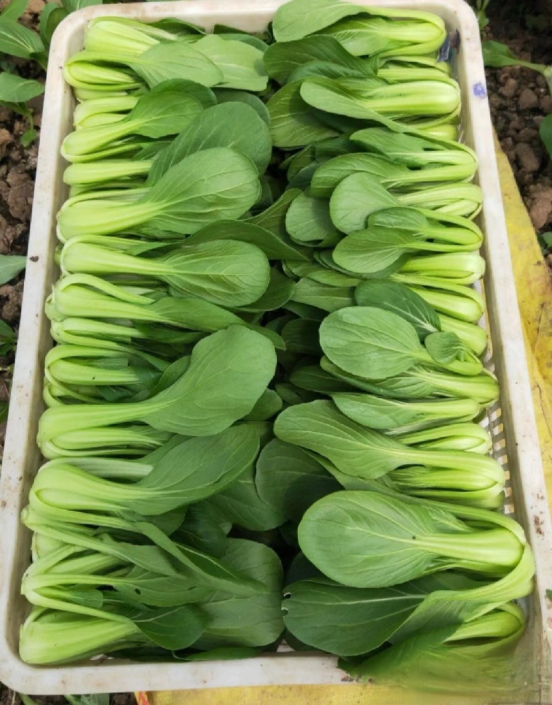 上海青小油菜《广东茂名》现货供应常年有货量大优惠