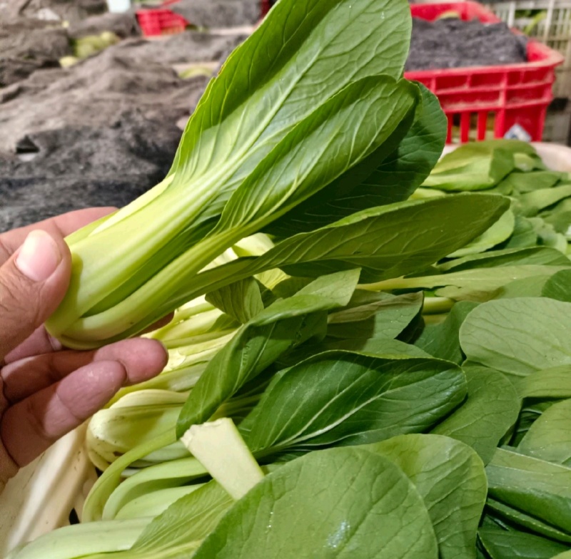 上海青小油菜《广东茂名》现货供应常年有货量大优惠